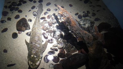 Wajah Methuselah, Ikan Akuarium Tertua yang Masih Hidup