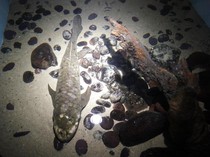 Hidup dari Era Awal Dinosaurus-Sekarang, Ikan Ini Punya Kemampuan Unik!