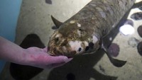 Ikan Methuselah terlihat di akuarium, di San Francisco, California, AS (24/1/2022). Dilansir Associated Press, Methuselah adalah lungfish Australia sepanjang 4 kaki (1,2 meter), 40 pon (18,1 kilogram) yang dibawa ke museum San Francisco pada tahun 1938 dari Australia.