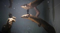 Lungfish Australia sekarang menjadi spesies yang terancam punah dan tidak dapat lagi diekspor dari perairan Australia. Ahli biologi mengatakan tidak mungkin mereka mendapatkan pengganti setelah Methuselah meninggal.