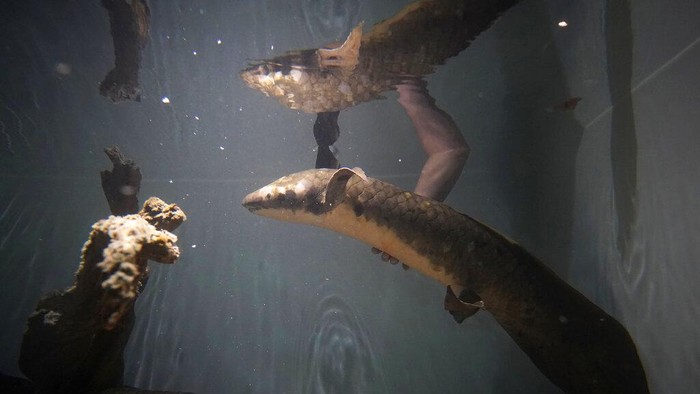 Senior biologist Allan Jan feeds Methuselah, a 4-foot-long, 40-pound Australian lungfish that was brought to the California Academy of Sciences in 1938 from Australia, in its tank in San Francisco, Monday, Jan. 24, 2022. (AP Photo/Jeff Chiu)