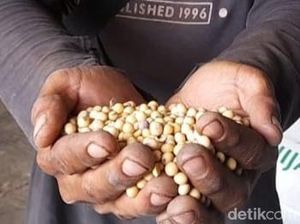Harga Kedelai Impor Terus Naik, Perajin Tahu di Sumedang Kian Terjepit