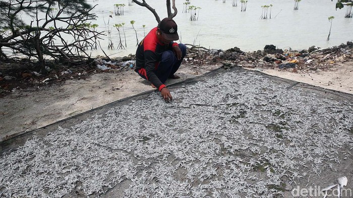 Melihat Produksi Ikan Teri di Pulau Kelapa Nelayan menjemur ikan teri di Pulau Kelapa, Kepulauan Seribu, Jakarta, Rabu (26/1/2022). Dalam satu hari nelayan bisa mendapatkan hingga 20 kilogram ikan teri.