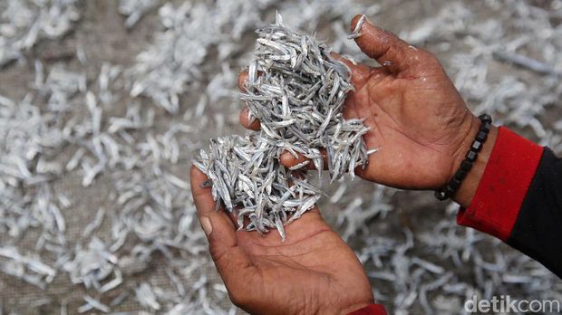 Fishermen drying anchovies on Kelapa Island, Seribu Islands, Jakarta, Wednesday (26/1/2022). In one day fishermen can get up to 20 kilograms of anchovies.