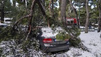 Sebuah pohon tumbang menimpa kendaraan yang diparkir di Athena, setelah badai salju. (AP/Thanassis Stavrakis)