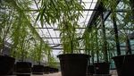 Pertama di ASEAN, Thailand Bolehkan Warga Tanam Ganja di Rumah