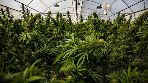 Thailand resmi hapus ganja dari daftar obat-obatan terlarang. Thailand juga jadi negara pertama di Asia Tenggara yang legalkan ganja untuk medis dan penelitian.