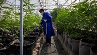 Meski diizinkan menanam ganja di rumah, warga tak dibolehkan menjual ganja untuk tujuan komersial tanpa adanya lisensi. 
