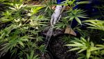 Pertama di ASEAN, Thailand Bolehkan Warga Tanam Ganja di Rumah