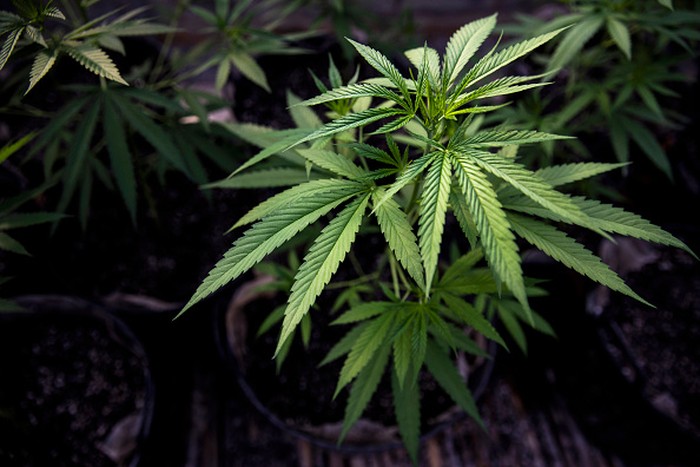 Thailand resmi hapus ganja dari daftar obat-obatan terlarang. Thailand juga jadi negara pertama di Asia Tenggara yang legalkan ganja untuk medis dan penelitian.