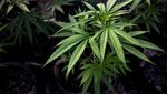 Pertama di ASEAN, Thailand Bolehkan Warga Tanam Ganja di Rumah