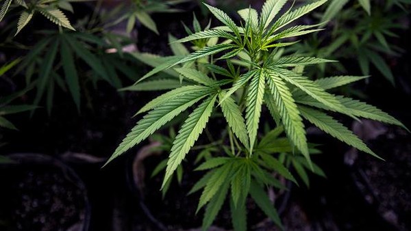 Pertama di ASEAN, Thailand Bolehkan Warga Tanam Ganja di Rumah