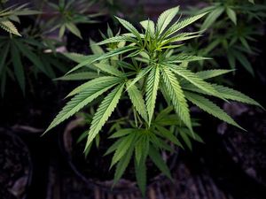 Thailand Izinkan Warga Tanam Ganja di Rumah, asal untuk Pengobatan