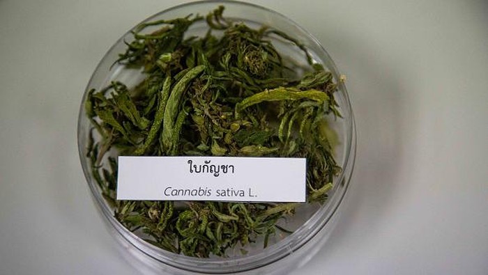 Thailand resmi hapus ganja dari daftar obat-obatan terlarang. Thailand juga jadi negara pertama di Asia Tenggara yang legalkan ganja untuk medis dan penelitian.