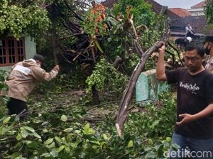 Brukk! Pohon Tumbang Timpa Mobil dan Rumah di Ceper Klaten