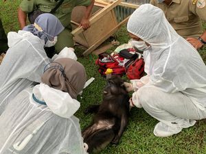 Isi Brankas Bupati Langkat: Usai Kerangkeng, Kini 7 Hewan Langka