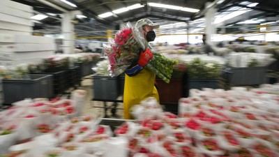 Pasok Hari Valentine, Petani Bunga di Kolombia Mulai Banjir Pesanan