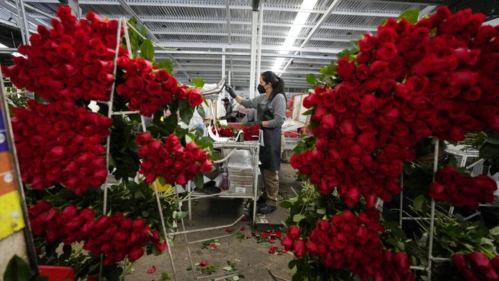 Sibuknya Petani Bunga di Kolombia Jelang Hari Valentine A worker packs carnations to be shipped to the U.S. ahead of Valentine's Day, the biggest holiday of the year for fresh-cut flower sales at the Colibri flowers company in El Rosal, Colombia, Tuesday, Jan. 25, 2022. (AP Photo/Fernando Vergara)