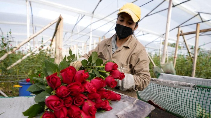 Sibuknya Petani Bunga di Kolombia Jelang Hari Valentine A worker packs carnations to be shipped to the U.S. ahead of Valentine's Day, the biggest holiday of the year for fresh-cut flower sales at the Colibri flowers company in El Rosal, Colombia, Tuesday, Jan. 25, 2022. (AP Photo/Fernando Vergara)