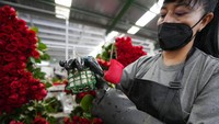 Seorang pekerja mengklasifikasikan mawar untuk dikirim ke AS menjelang Hari Valentine. Hari kasih sayang di AS menjadi hari libur terbesar untuk pemesanan bunga.
