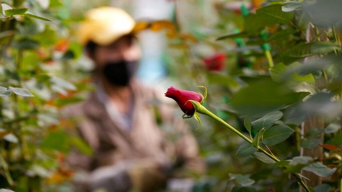 Sibuknya Petani Bunga di Kolombia Jelang Hari Valentine A worker packs carnations to be shipped to the U.S. ahead of Valentine's Day, the biggest holiday of the year for fresh-cut flower sales at the Colibri flowers company in El Rosal, Colombia, Tuesday, Jan. 25, 2022. (AP Photo/Fernando Vergara)
