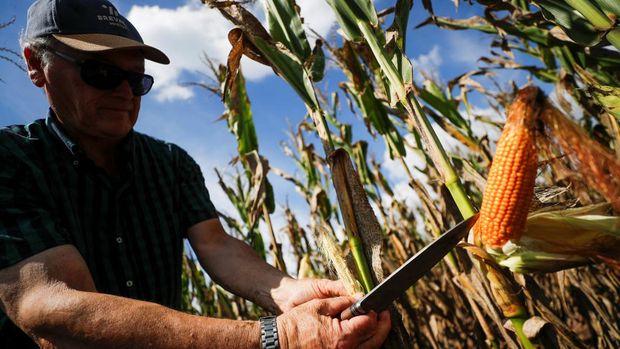 Agronomist Dario Sabini inspects a corn plant affected by a long drought that finally ended this month by the arrival of rain, in a farm in 25 de Mayo, in the outskirts of Buenos Aires, Argentina January 24, 2022. Picture taken January 24, 2022. REUTERS/Agustin Marcarian