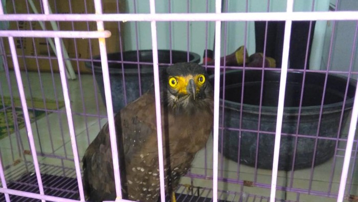 Kondisi terkini burung Elang Merapi yang sempat ditemukan nyaris mati.