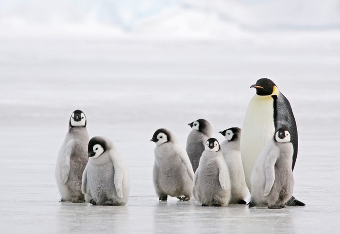 Eks Menag Malaysia Sebut Penguin Lucu dan Halal Dimakan, Warganet Kaget