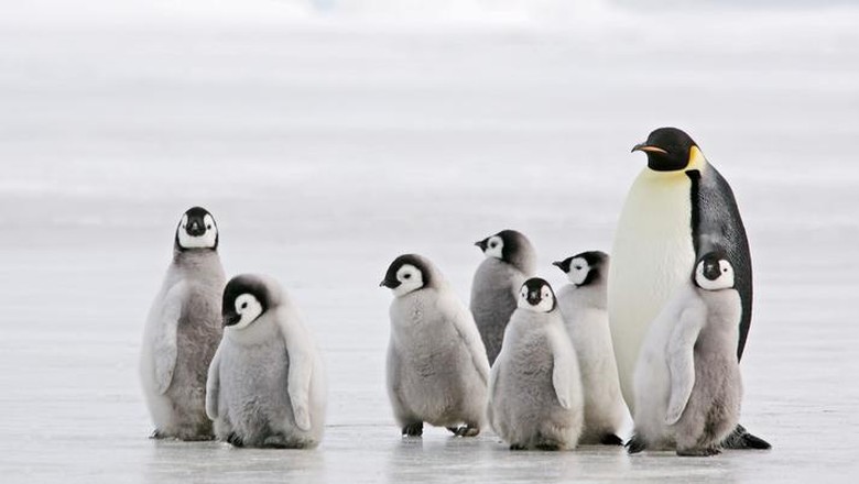 Eks Menag Malaysia Sebut Penguin Lucu dan Halal Dimakan, Warganet Kaget Eks Menag Malaysia Sebut Penguin Lucu dan Halal Dimakan, Warganet Kaget
