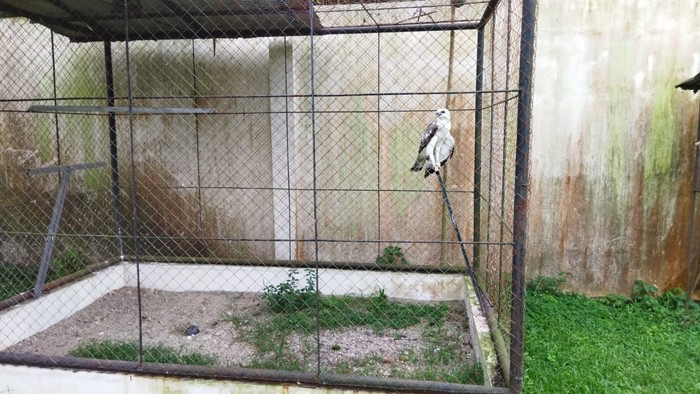 Evakuasi satwa dilindungi dari rumah Bupati Langkat Terbit Rencana Perangin Angin Evakuasi satwa dilindungi dari rumah Bupati Langkat Terbit Rencana Perangin Angin