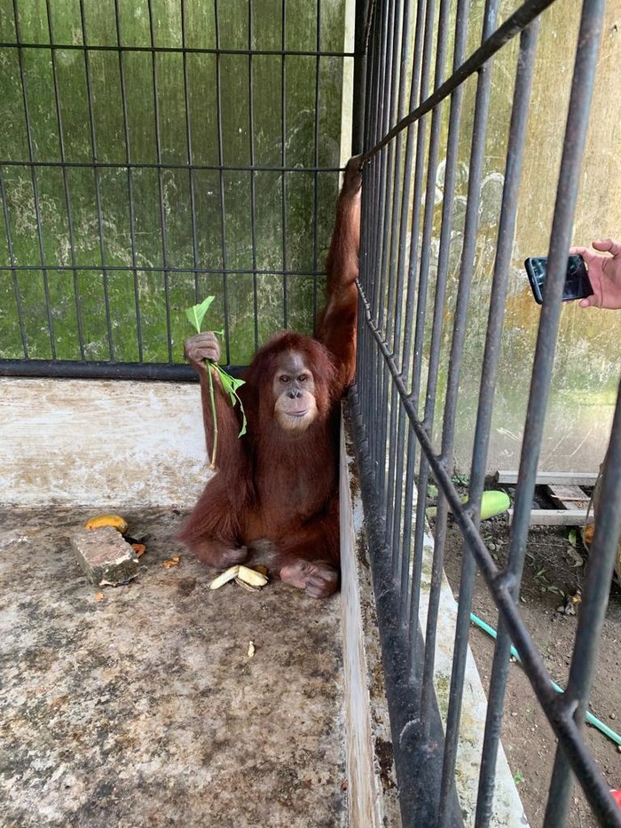 Evakuasi satwa dilindungi dari rumah Bupati Langkat Terbit Rencana Perangin Angin
