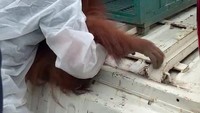 Orang utan tersebut kemudian dimasukkan ke kandang. BKSDA mengatakan kasus ini bakal diusut oleh penyidik pegawai negeri sipil.