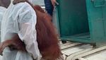 Potret Pelukan Orang Utan Saat Dievakuasi dari Rumah Bupati Langkat