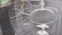 Hewan yang diamankan itu yaitu 1 ekor orang utan Sumatera, 1 ekor monyet hitam Sulawesi, 1 elang Brontok, 2 ekor individu jalak Bali, 2 ekor burung Beo. Irzal mengatakan satwa yang diamankan ini dibawa ke dua lokasi berbeda. 