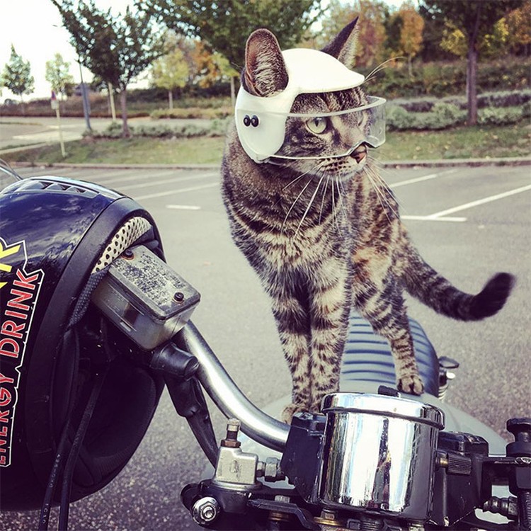fotoinet helm kucing printer 3d fotoinet helm kucing printer 3d
