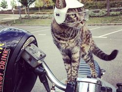 Gemas! Pria Ini Bikin Helm Pakai Printer 3D Buat Kucing Kesayangannya