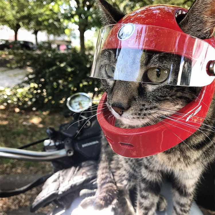 fotoinet helm kucing printer 3d