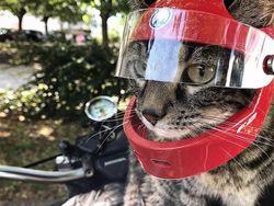 Gemas! Pria Ini Bikin Helm Pakai Printer 3D Buat Kucing Kesayangannya