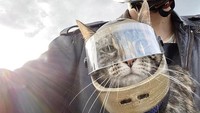 Gemas! Pria Ini Bikin Helm Pakai Printer 3D Buat Kucing Kesayangannya