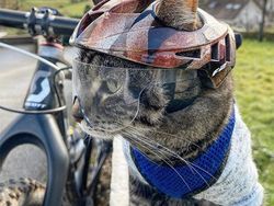 Gemas! Pria Ini Bikin Helm Pakai Printer 3D Buat Kucing Kesayangannya