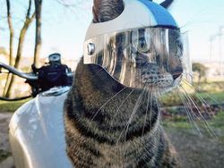 Gemas! Pria Ini Bikin Helm Pakai Printer 3D Buat Kucing Kesayangannya