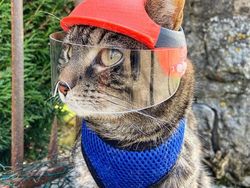 Gemas! Pria Ini Bikin Helm Pakai Printer 3D Buat Kucing Kesayangannya