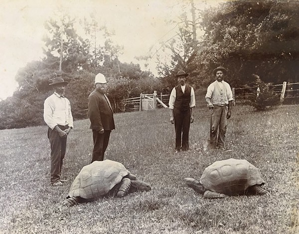 Jonathan diperkirakan lahir sekitar tahun 1832 dan dianugerahkan kepada Sir William Grey-Wilson yang kemudian menjadi gubernur dan tiba di St Helena dari Seychelles pada tahun 1882. Jonathan diperkirakan lahir sekitar tahun 1832 dan dianugerahkan kepada Sir William Grey-Wilson yang kemudian menjadi gubernur dan tiba di St Helena dari Seychelles pada tahun 1882.