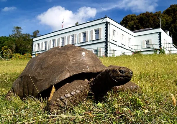 Bukti lebih lanjut tentang usianya muncul ketika sebuah foto lama yang diambil antara tahun 1882 dan 1886 ditemukan. Di dalamnya, Jonathan yang sudah dewasa terlihat sedang merumput di taman Plantation House, kediaman Gubernur St. Helena, tempat ia menghabiskan sebagian besar hidupnya. Bukti lebih lanjut tentang usianya muncul ketika sebuah foto lama yang diambil antara tahun 1882 dan 1886 ditemukan. Di dalamnya, Jonathan yang sudah dewasa terlihat sedang merumput di taman Plantation House, kediaman Gubernur St. Helena, tempat ia menghabiskan sebagian besar hidupnya.