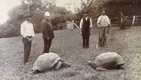 Jonathan diperkirakan lahir sekitar tahun 1832 dan dianugerahkan kepada Sir William Grey-Wilson yang kemudian menjadi gubernur dan tiba di St Helena dari Seychelles pada tahun 1882.