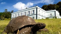 Bukti lebih lanjut tentang usianya muncul ketika sebuah foto lama yang diambil antara tahun 1882 dan 1886 ditemukan. Di dalamnya, Jonathan yang sudah dewasa terlihat sedang merumput di taman Plantation House, kediaman Gubernur St. Helena, tempat ia menghabiskan sebagian besar hidupnya.