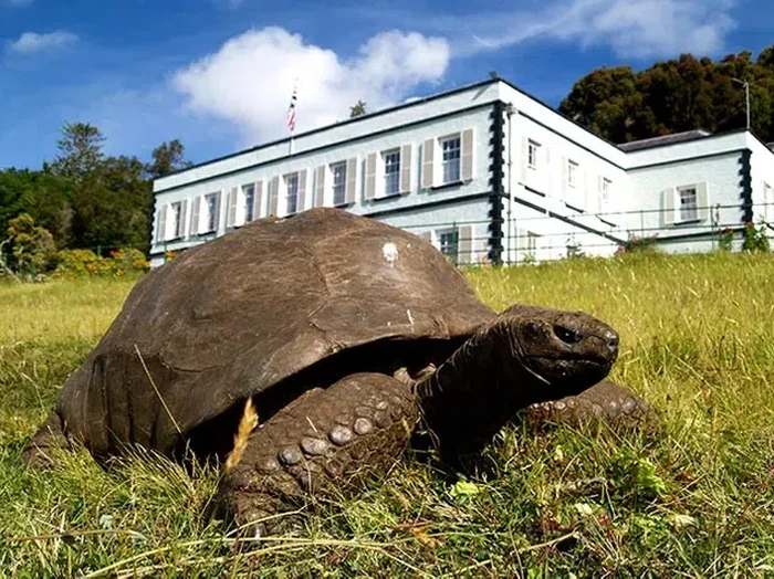 Jonathan, kura-kura tertua di dunia