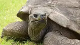 Kenalkan Namanya Jonathan, Kura-kura Paling Tua di Dunia