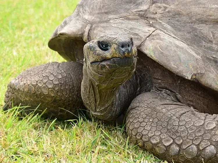 Potret Jonathan, Kura-kura Tertua di Dunia, Hobinya Tidur, Makan, dan Kawin