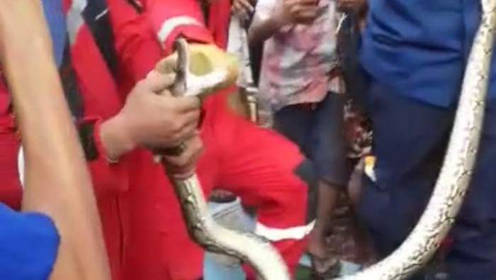 Marak kemunculan sanca di Makassar (dok. istimewa)